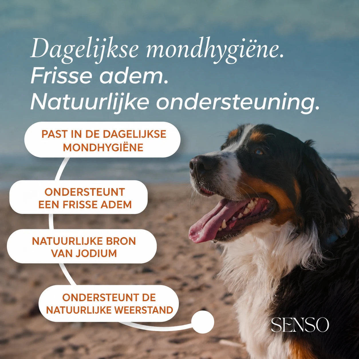 Bruine algen — afbeelding 2