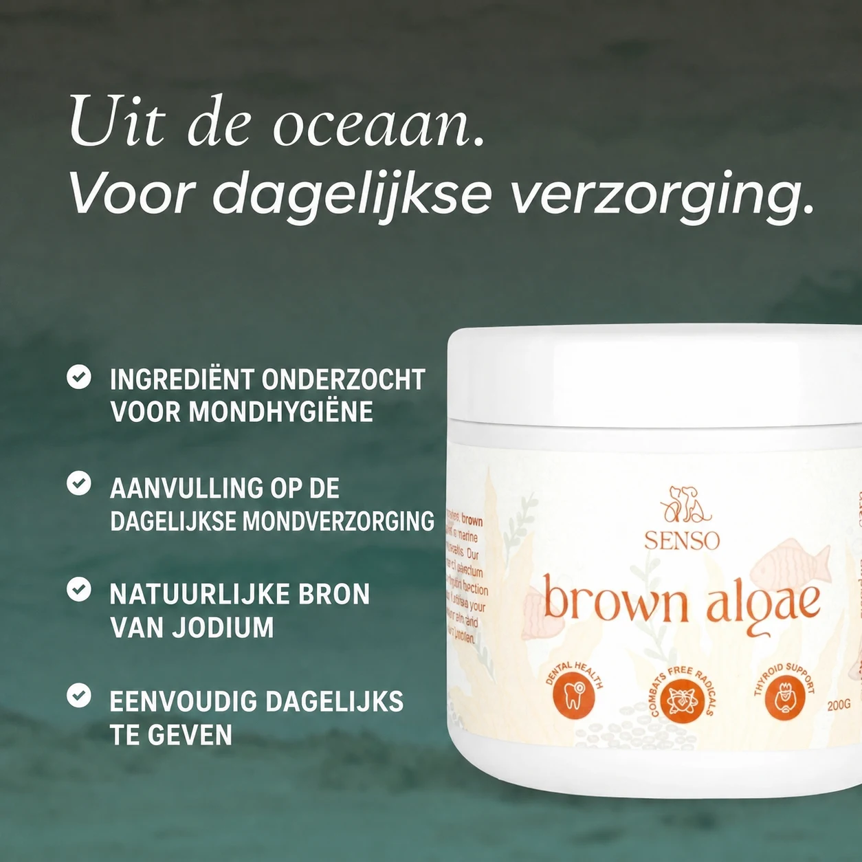 Bruine algen — afbeelding 4
