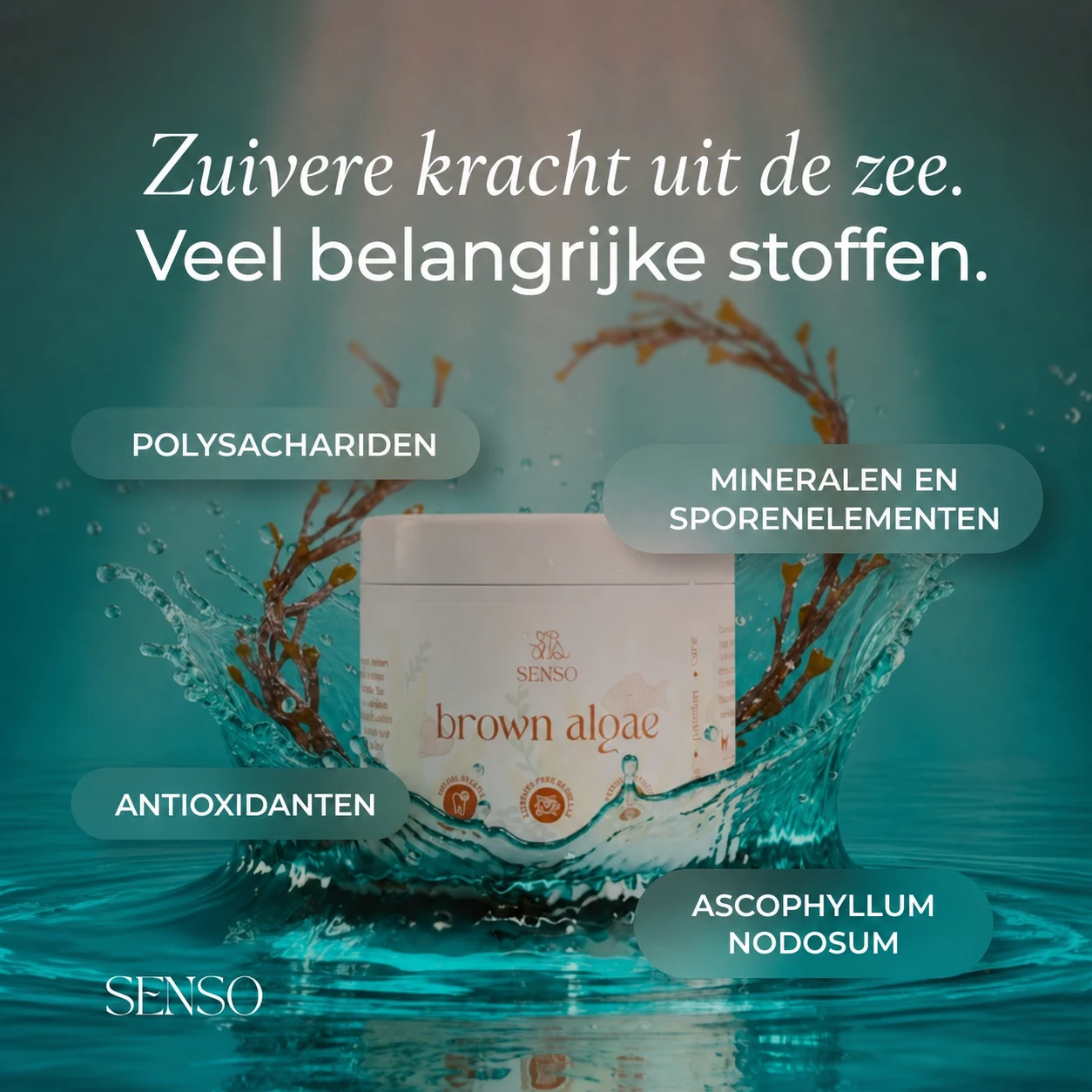 Ingrediënteninfographic van Bruine algen