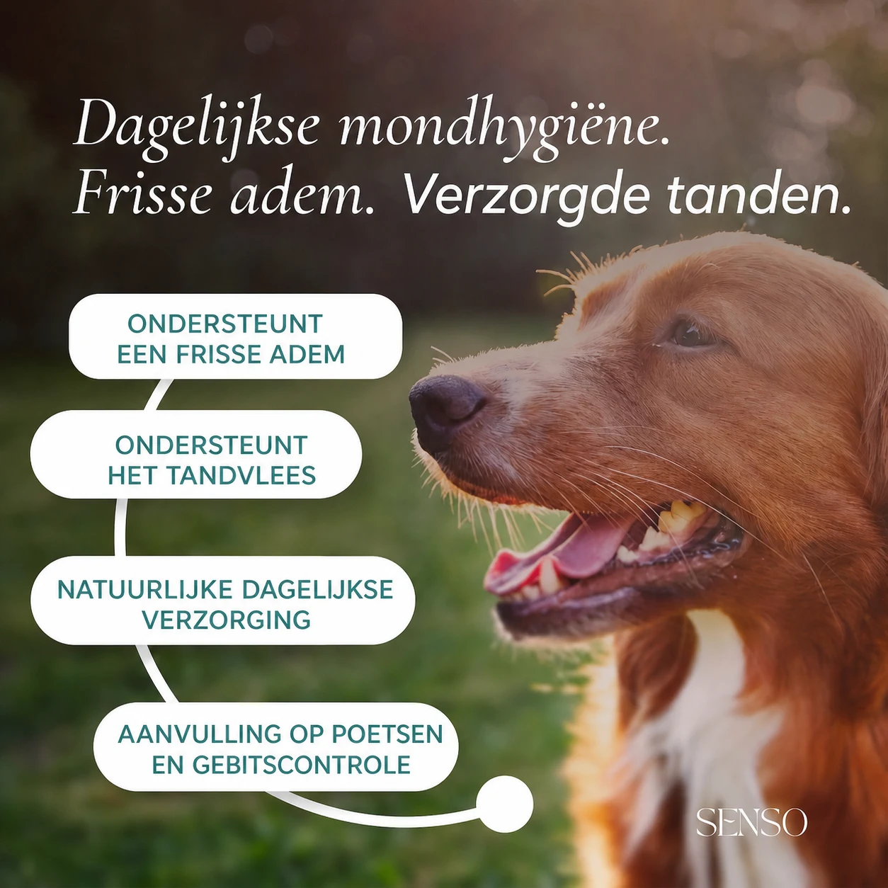 Gebitsverzorging — afbeelding 2